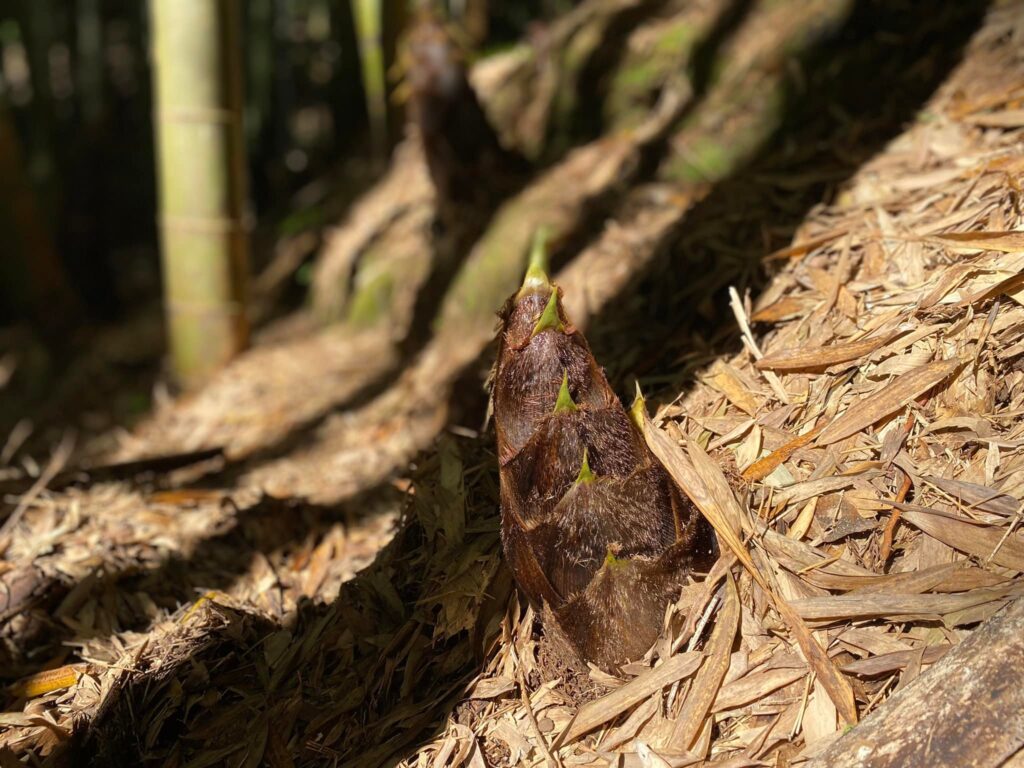 竹林の筍
