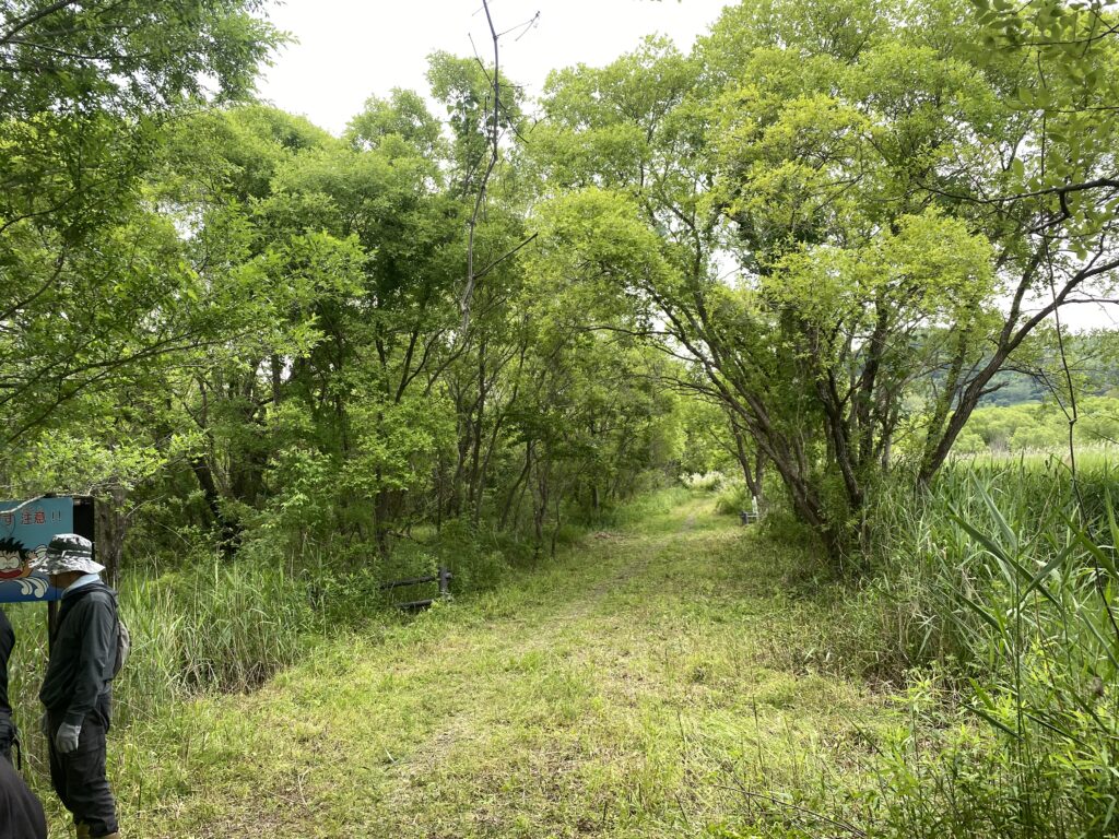 散策路の整備(前後比較)